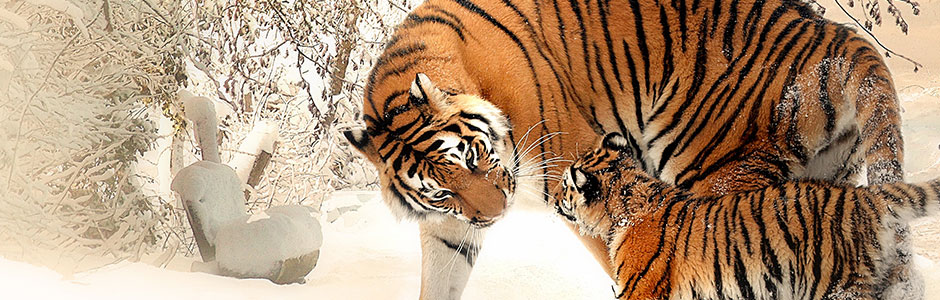 Tiger og tigerunge i sneen