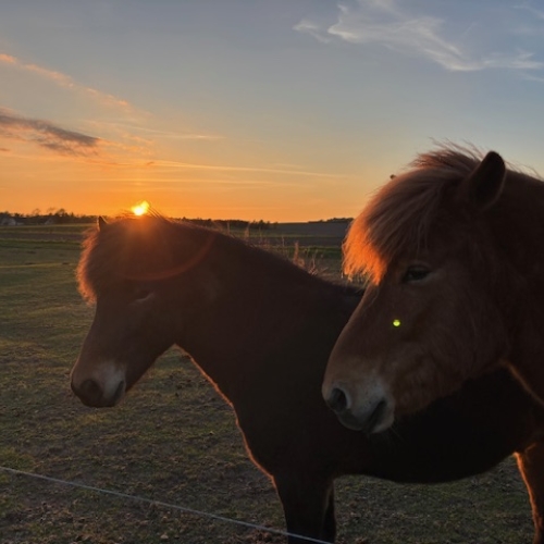 Hesteassisteret terapi i Jægerspris, nær Roskilde
